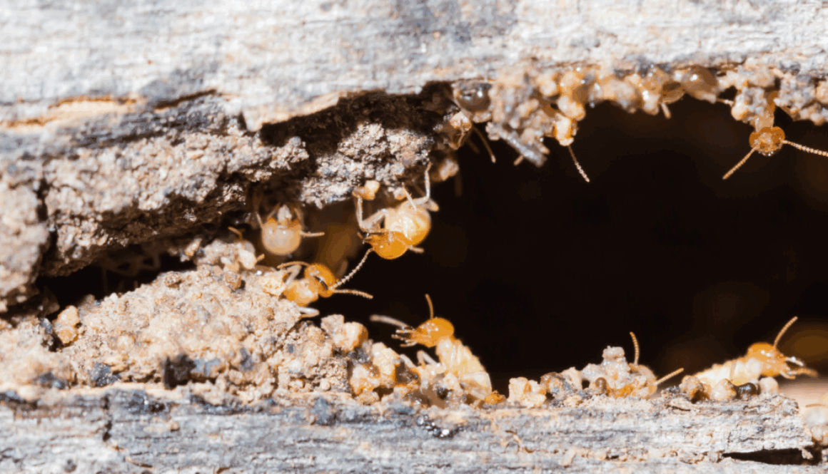 How to Prevent, Identify and Eliminate Termites How to Prevent, Identify and Eliminate Termites, Blog Post, South Sound Inspections